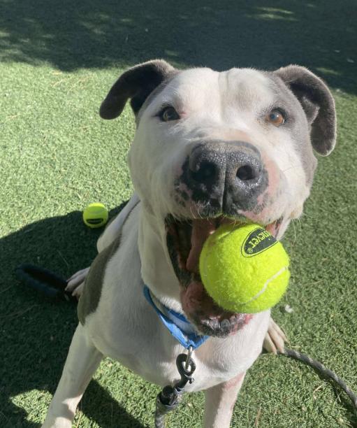 Georgie Smiles with the Best Smile Around Town — thumbnail 4