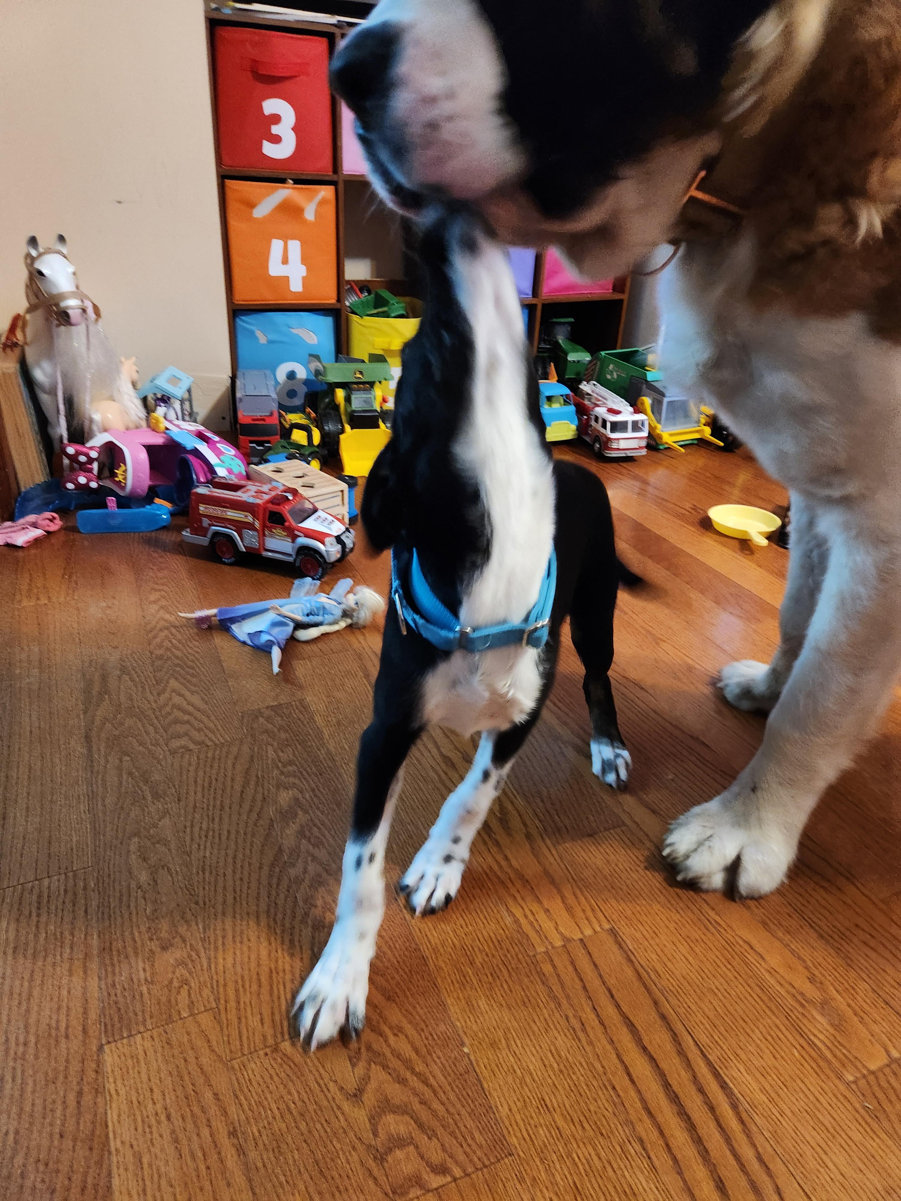 Enlarge Lexie, a Adopted mixed breed in Kankakee, IL image 6/6