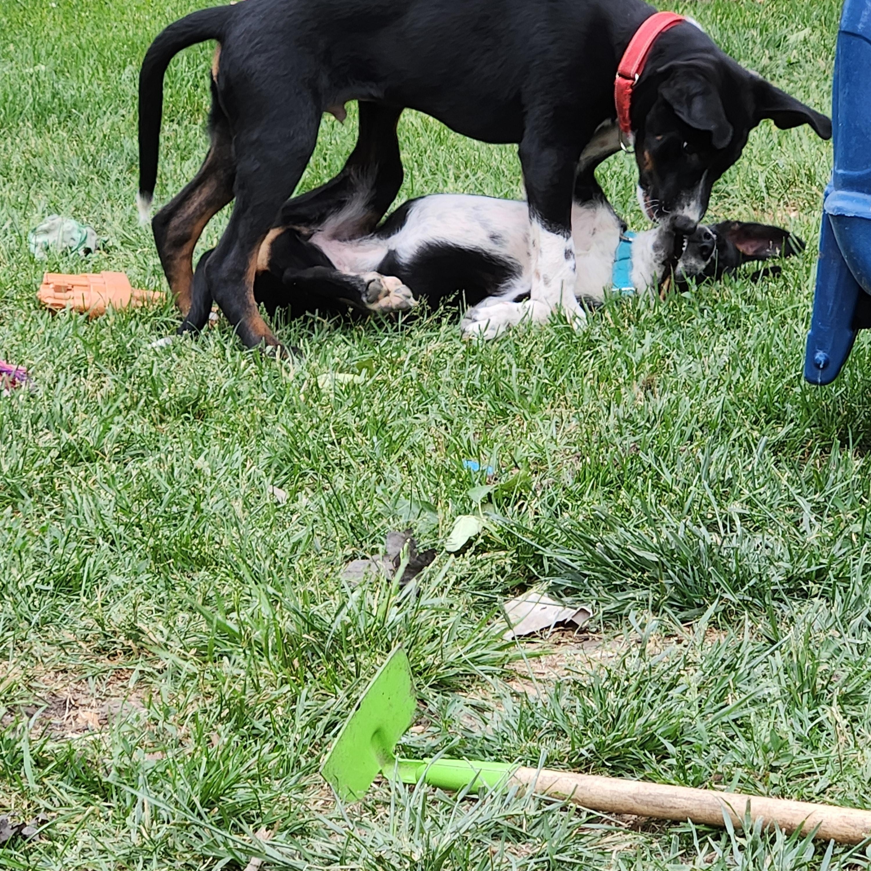 Enlarge Lexie, a Adopted mixed breed in Kankakee, IL image 5/6