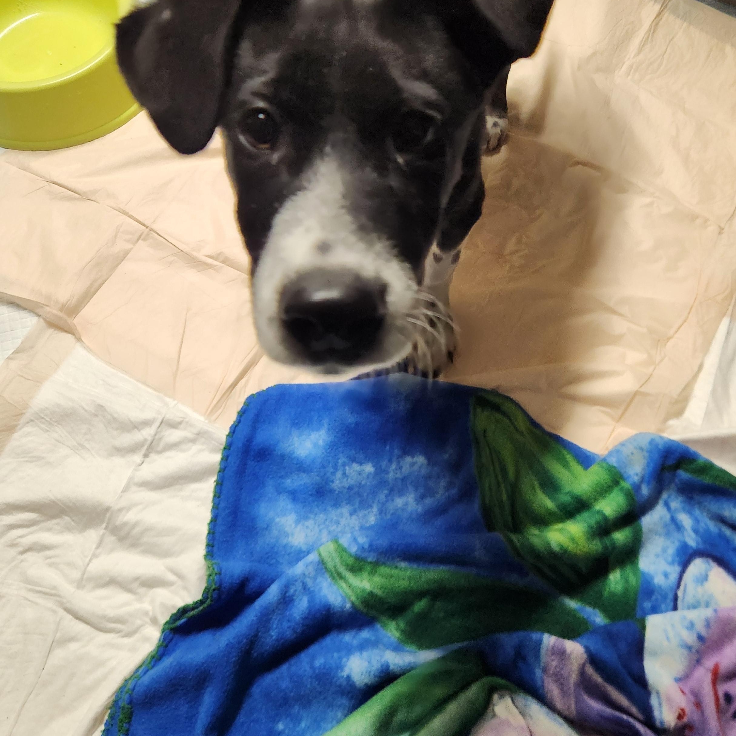 Enlarge Lexie, a Adopted mixed breed in Kankakee, IL image 2/6