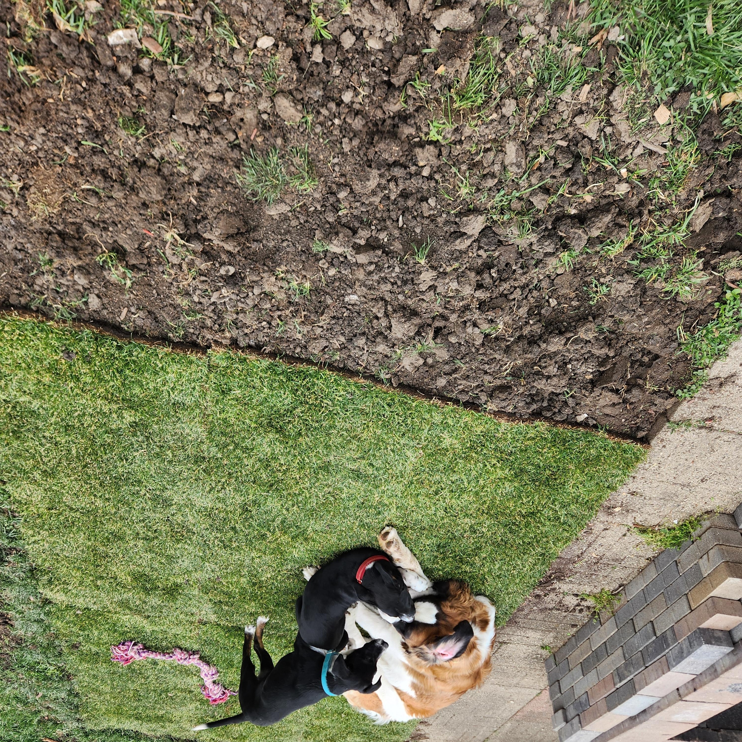 Enlarge Lexie, a Adopted mixed breed in Kankakee, IL image 3/6