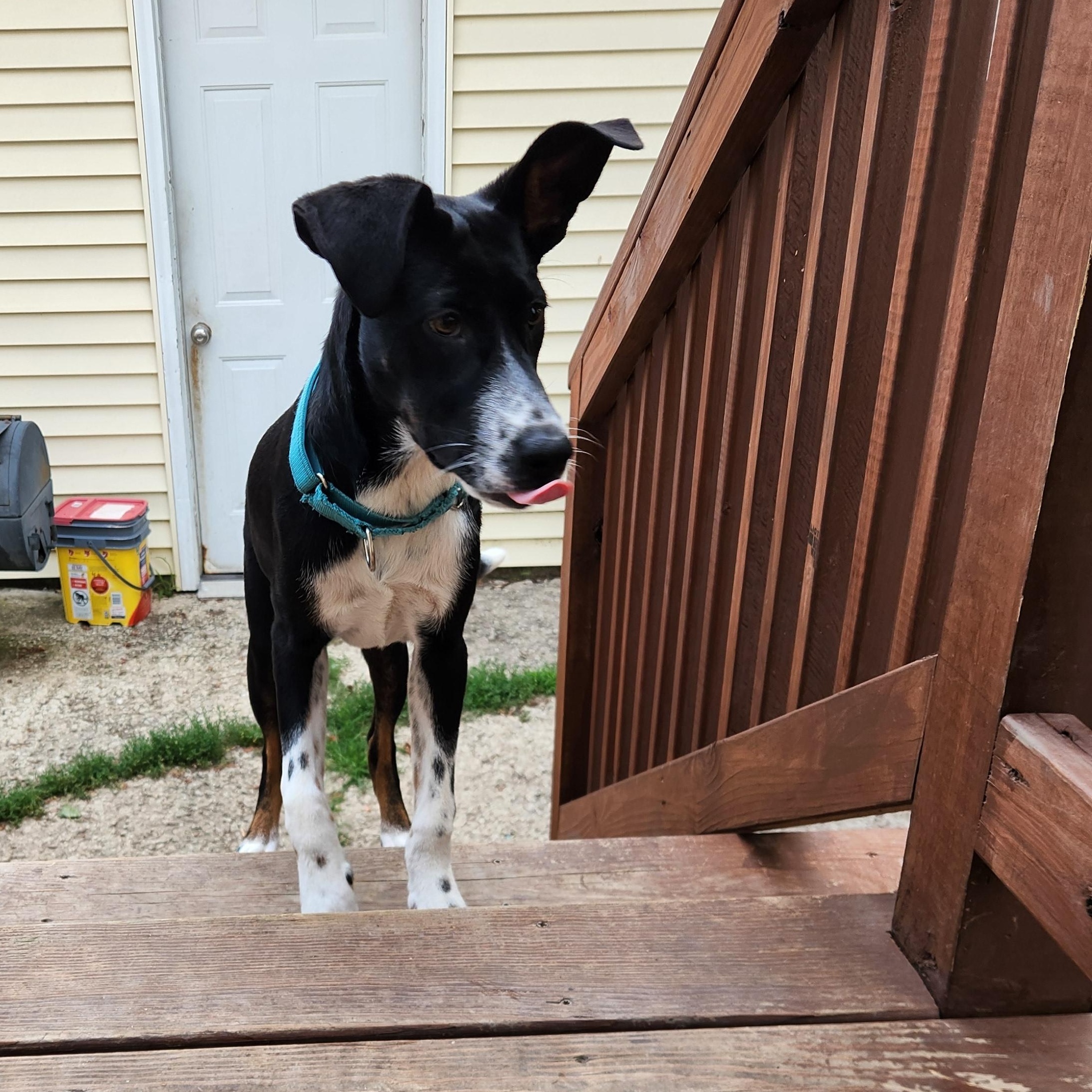 Lexie, Adopted, Puppy Female Border Collie.