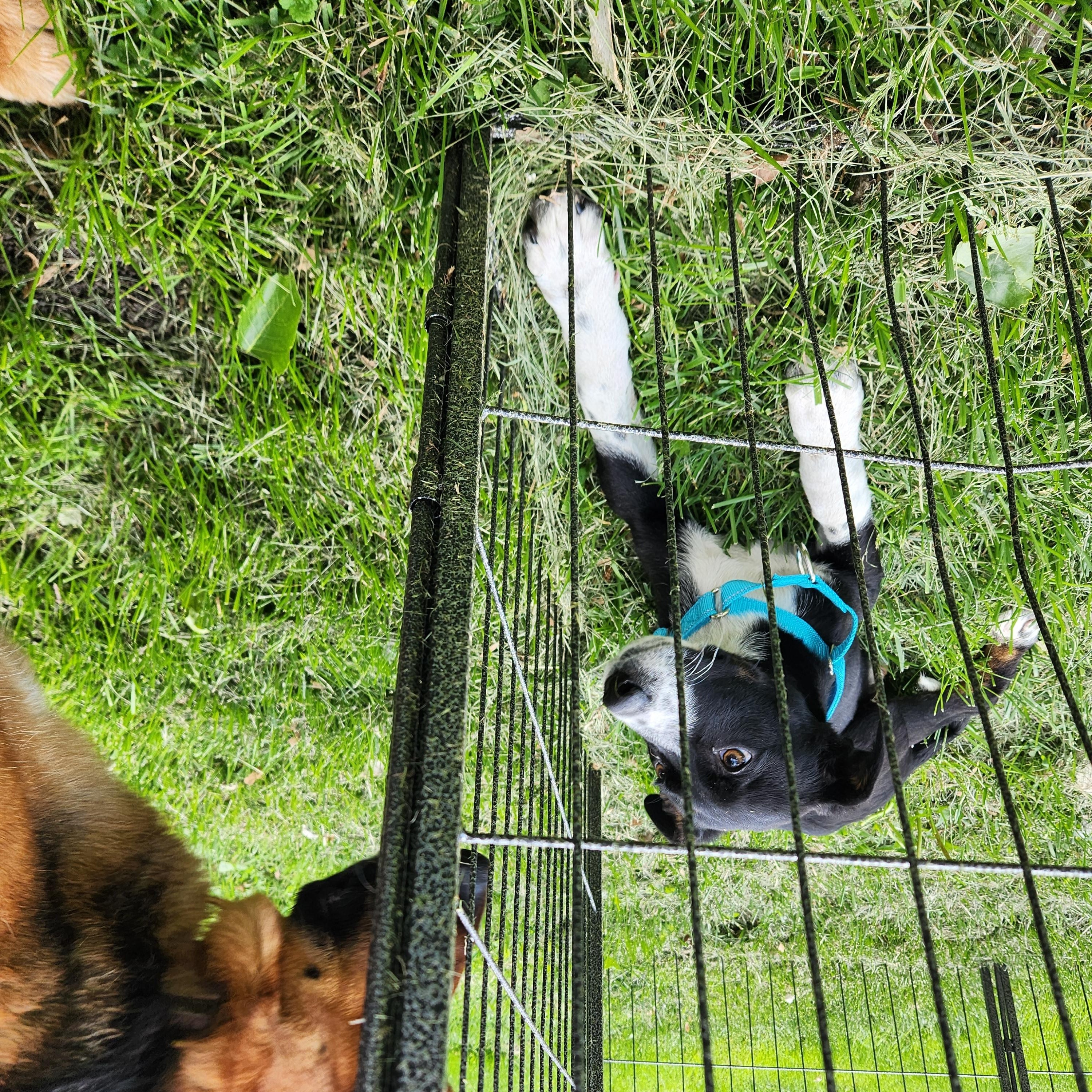 Enlarge Lexie, a Adopted mixed breed in Kankakee, IL image 4/6