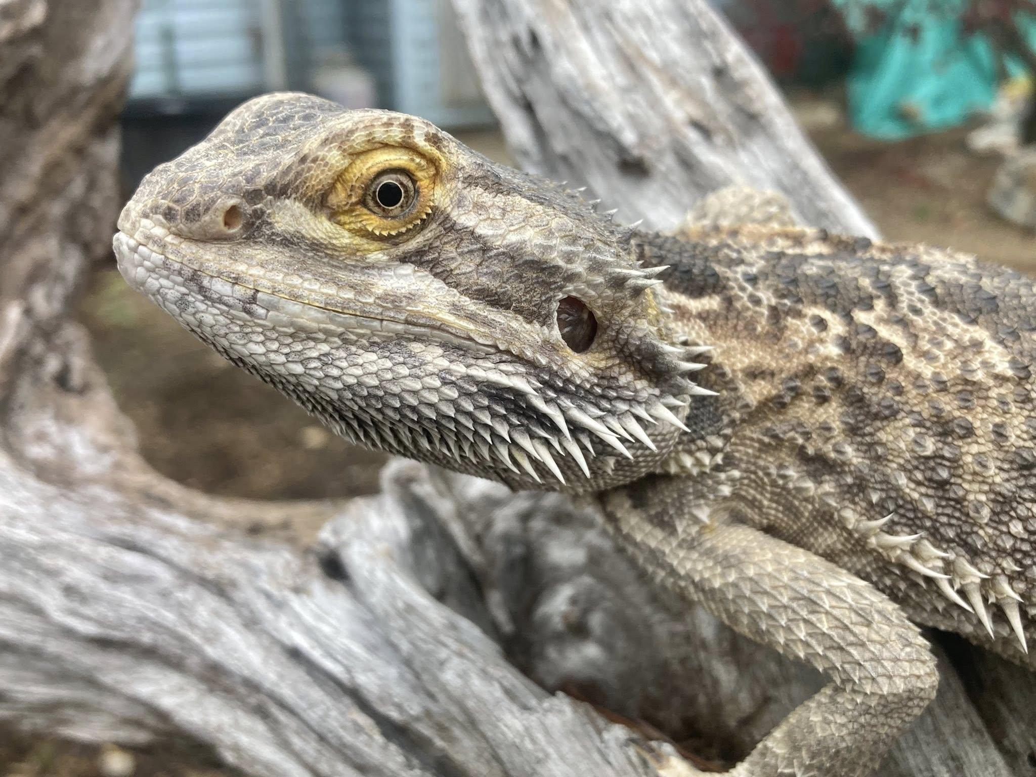 Enlarge Bolt, an adopted Bearded Dragon in Palmerton, PA image 1/3