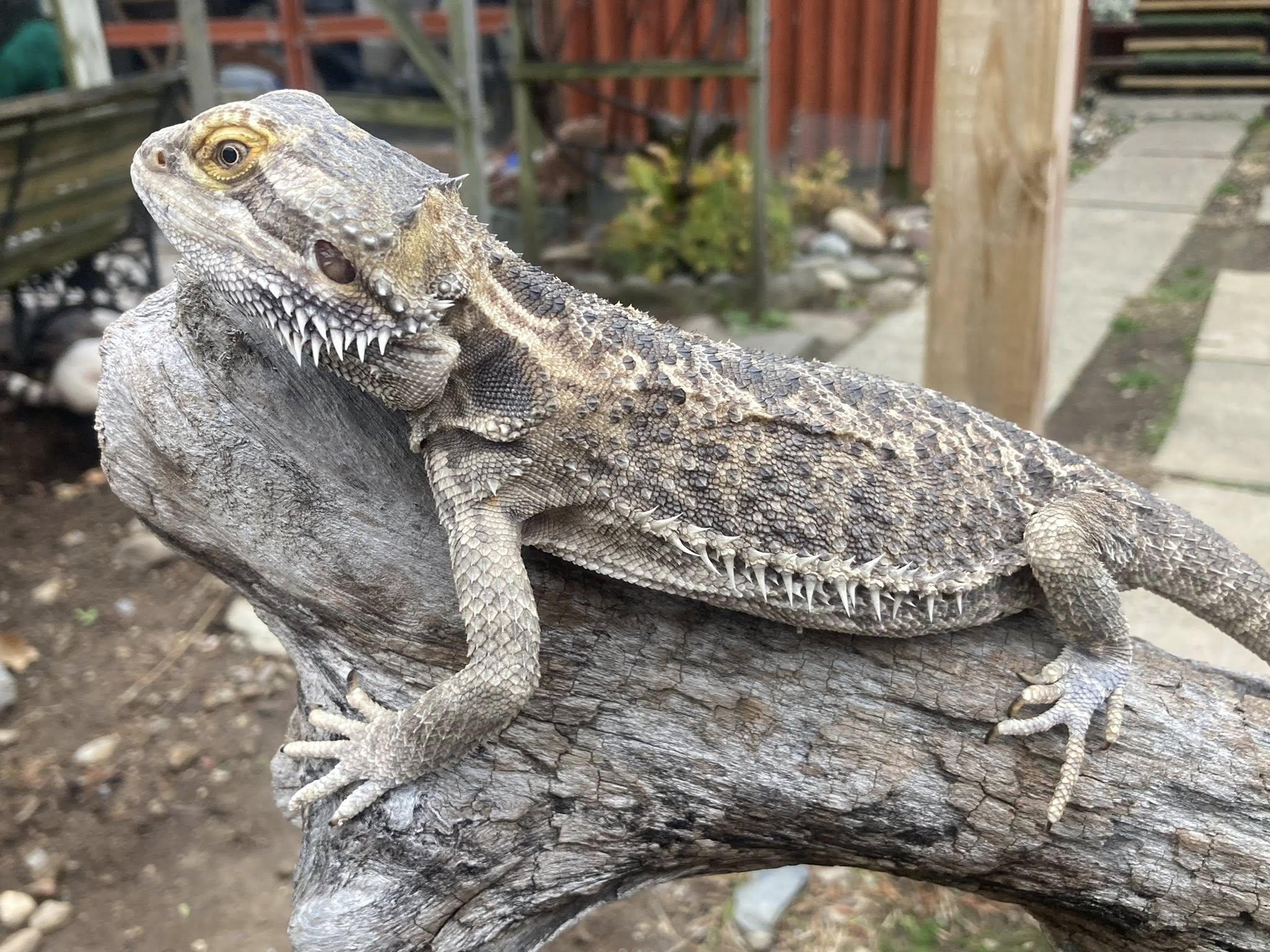 Enlarge Bolt, an adopted Bearded Dragon in Palmerton, PA image 2/3
