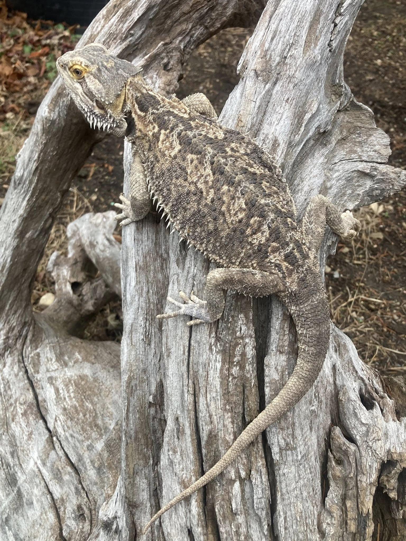 Enlarge Bolt, an adopted Bearded Dragon in Palmerton, PA image 3/3