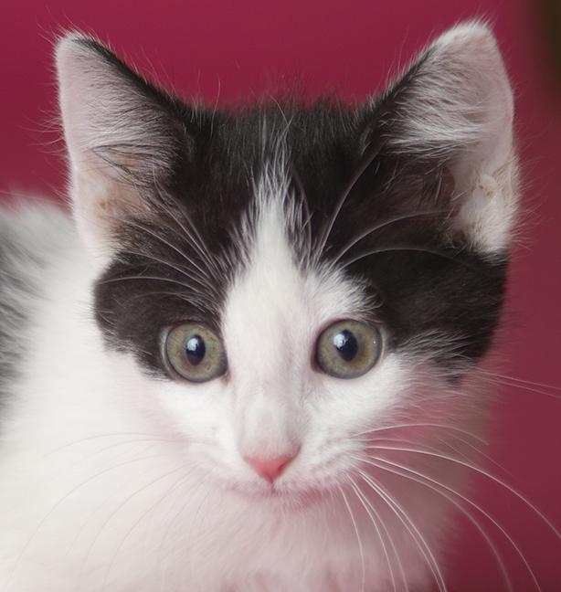 Moo, a ADOPTABLE Domestic Short Hair in Chicago, IL image 1/6