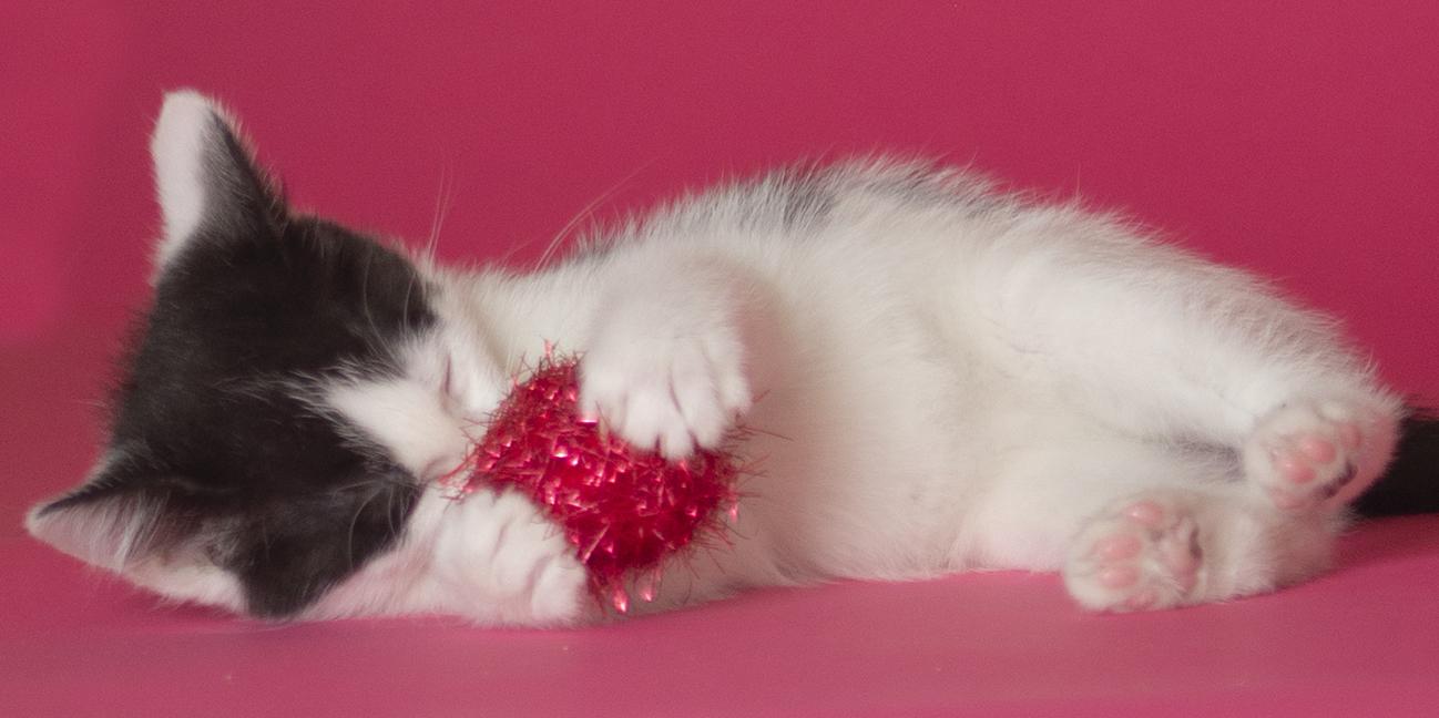 Moo, a ADOPTABLE Domestic Short Hair in Chicago, IL image 5/6