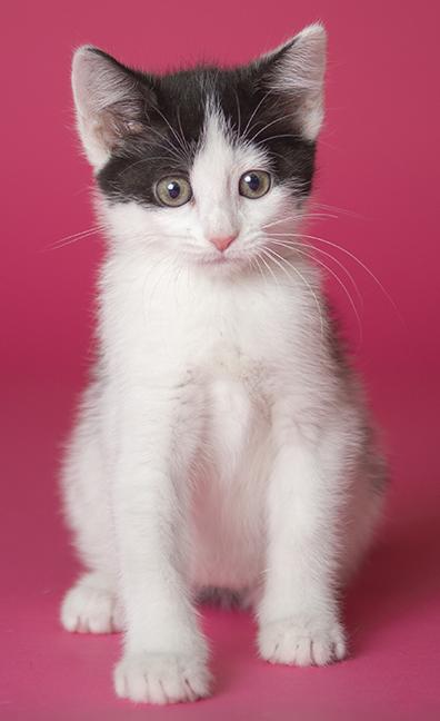 Moo, a ADOPTABLE Domestic Short Hair in Chicago, IL image 3/6