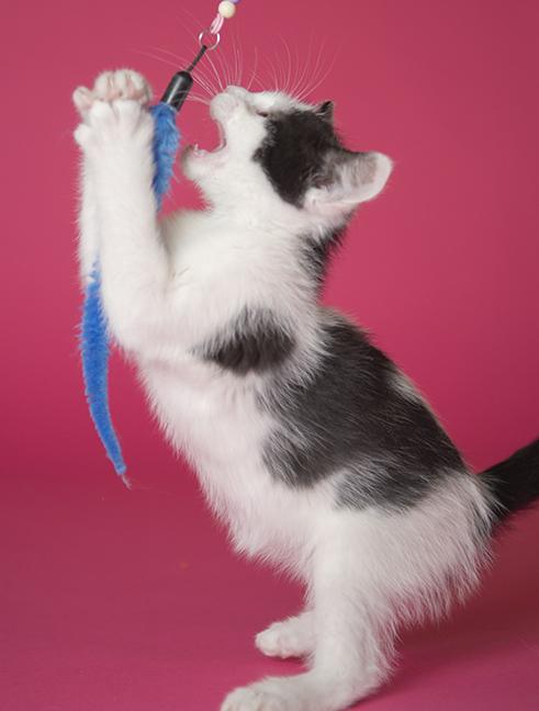 Moo, a ADOPTABLE Domestic Short Hair in Chicago, IL image 6/6