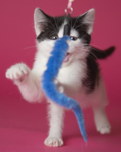 Moo, a ADOPTABLE Domestic Short Hair in Chicago, IL image 4/6