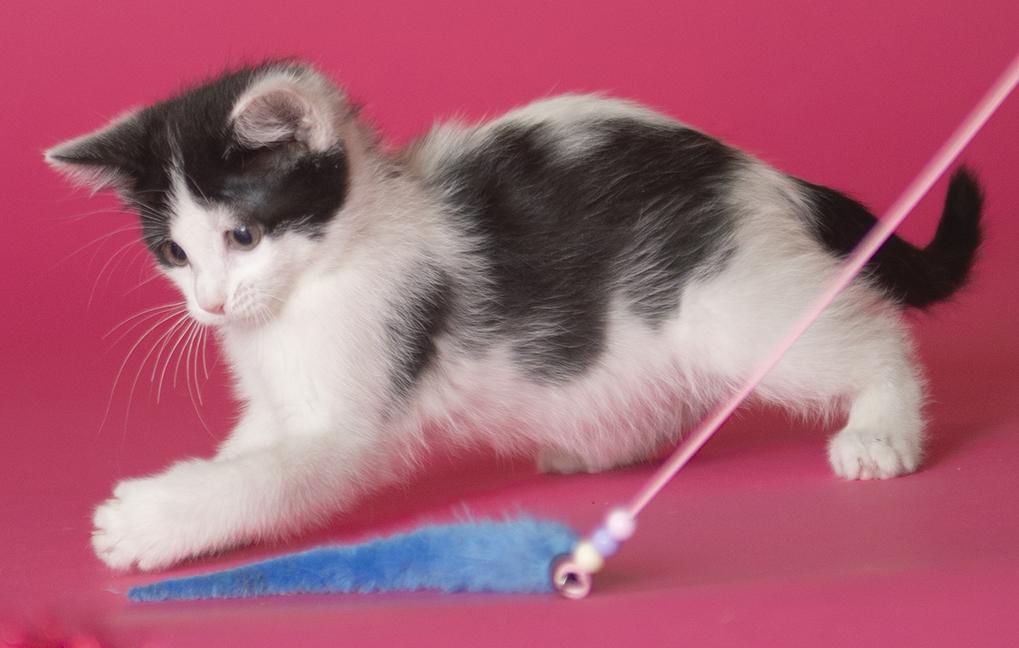 Moo, a ADOPTABLE Domestic Short Hair in Chicago, IL image 2/6