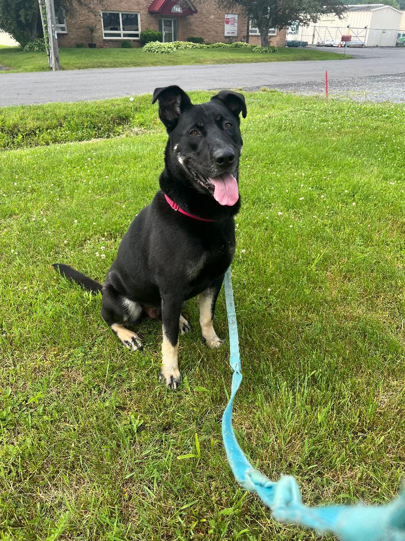 Enlarge Chester, a Adoptable mixed breed in Syracuse, NY image 1/1