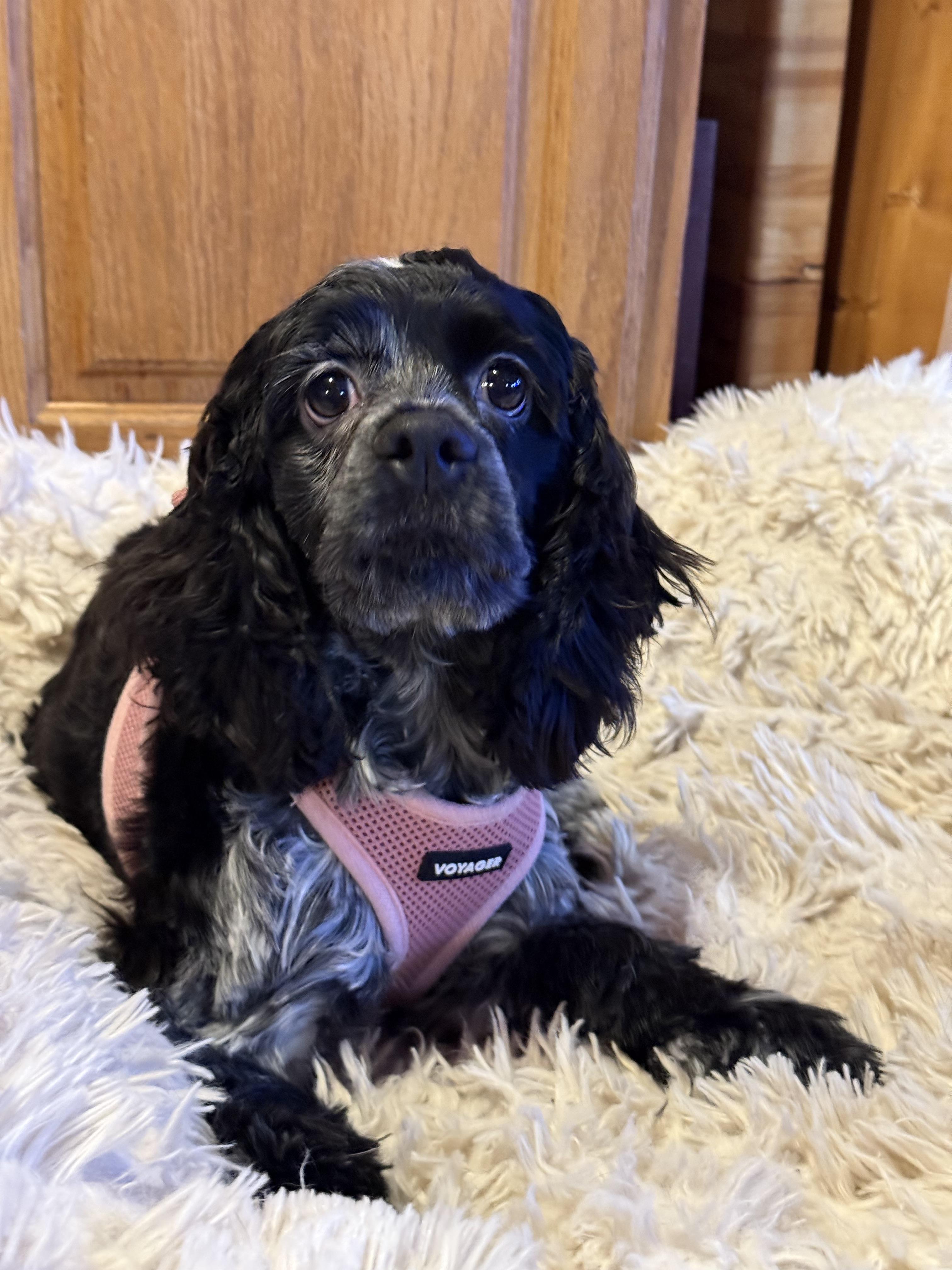 Enlarge Molly, a Adopted Cocker Spaniel in Livonia, MI image 1/4
