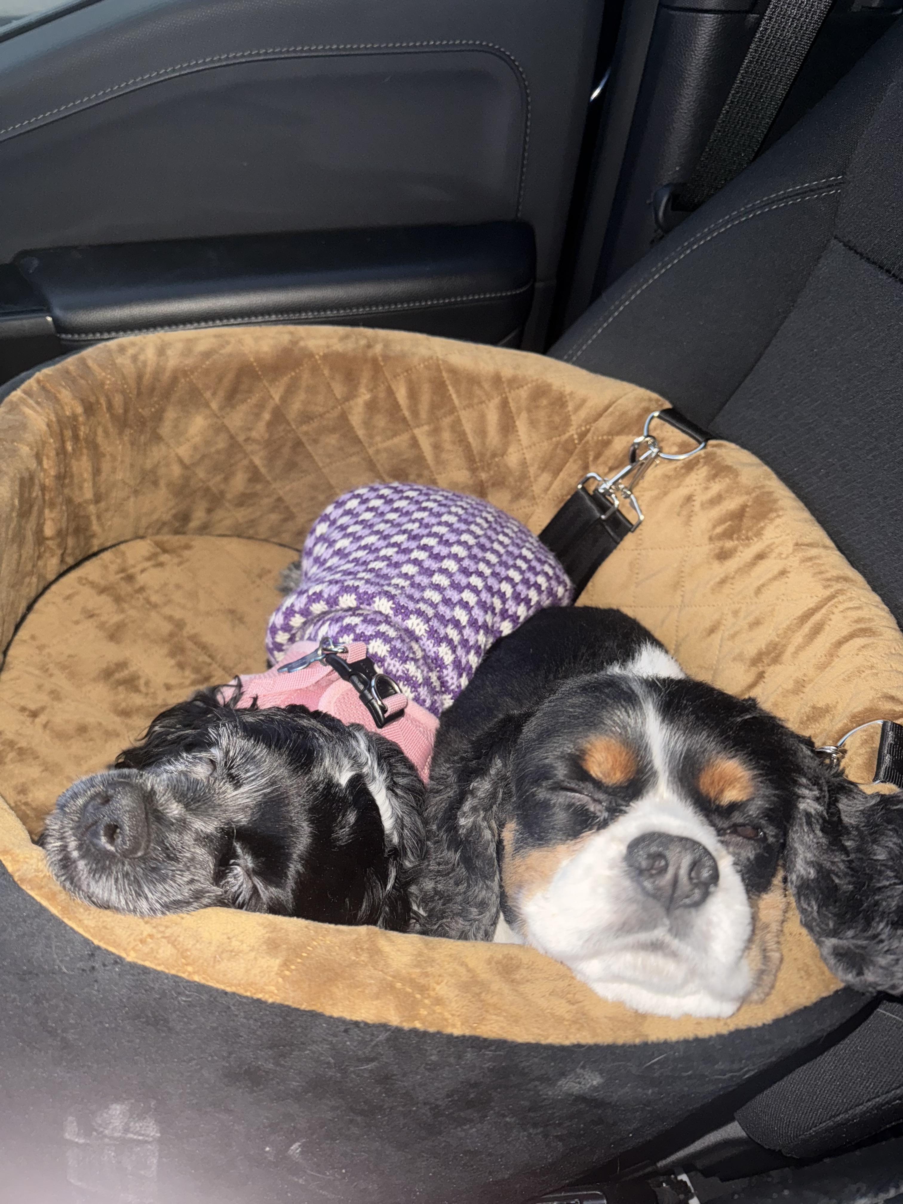 Enlarge Molly, a Adopted Cocker Spaniel in Livonia, MI image 2/4