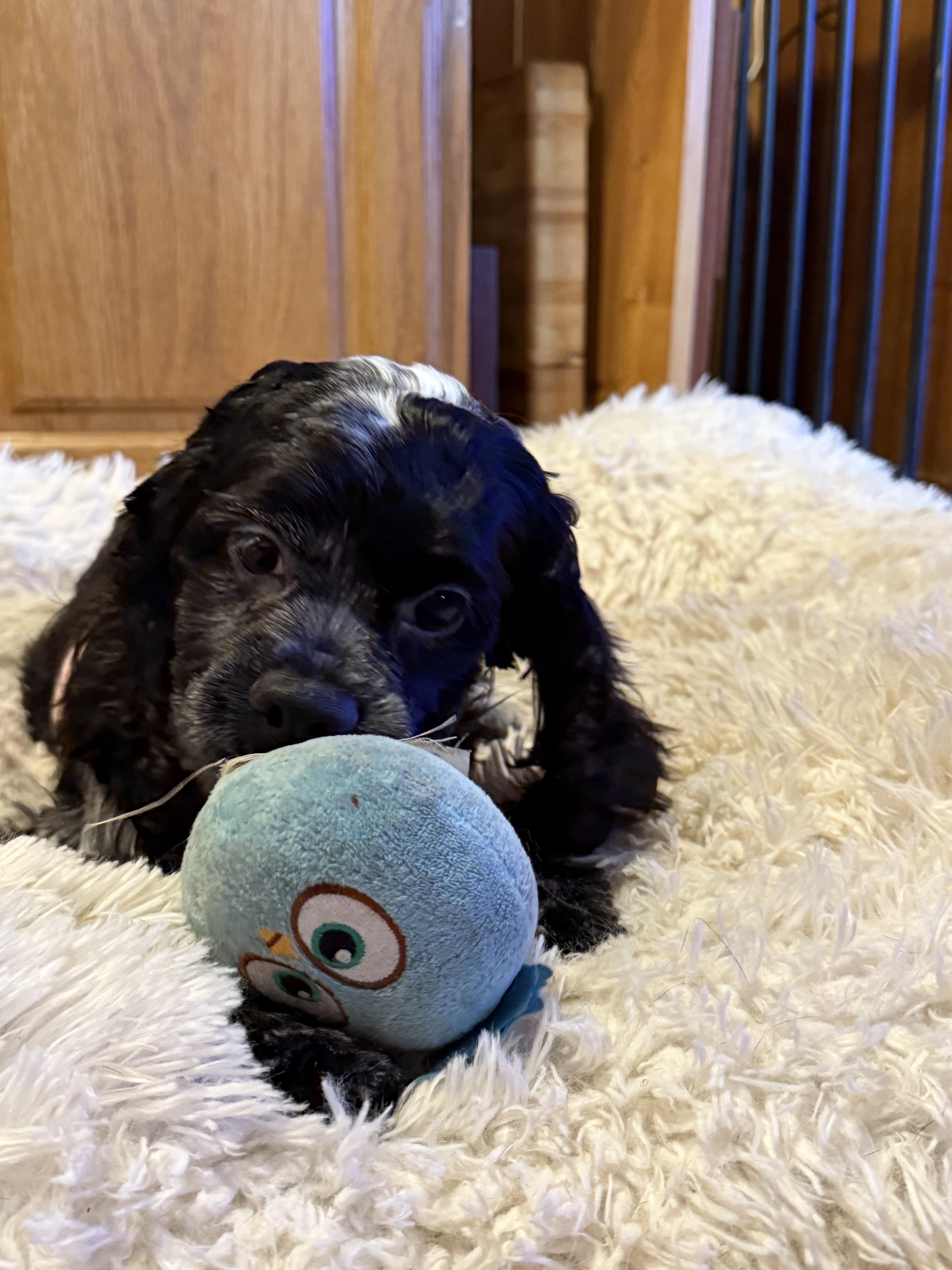 Enlarge Molly, a Adopted Cocker Spaniel in Livonia, MI image 3/4