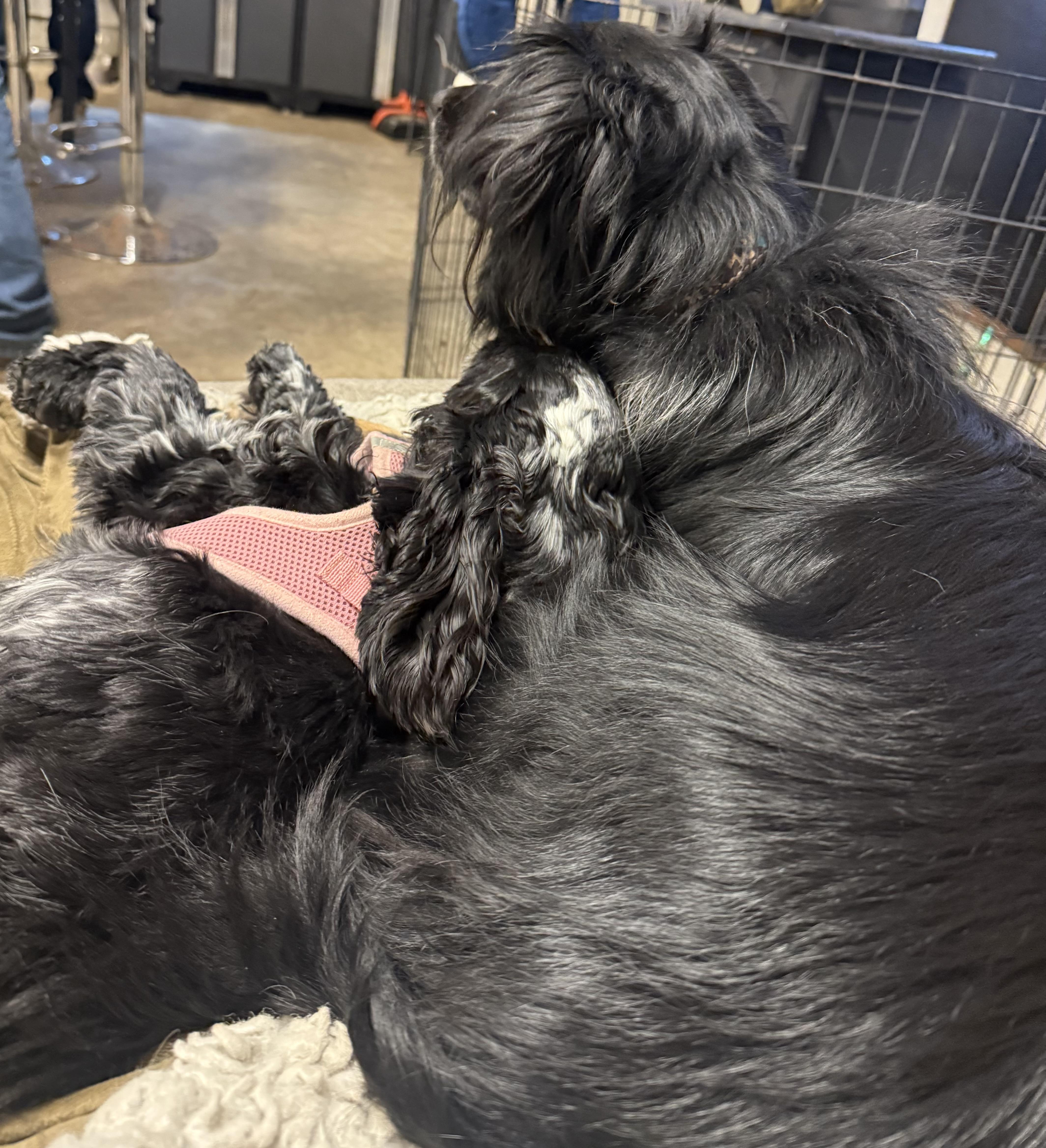 Enlarge Molly, a Adopted Cocker Spaniel in Livonia, MI image 4/4