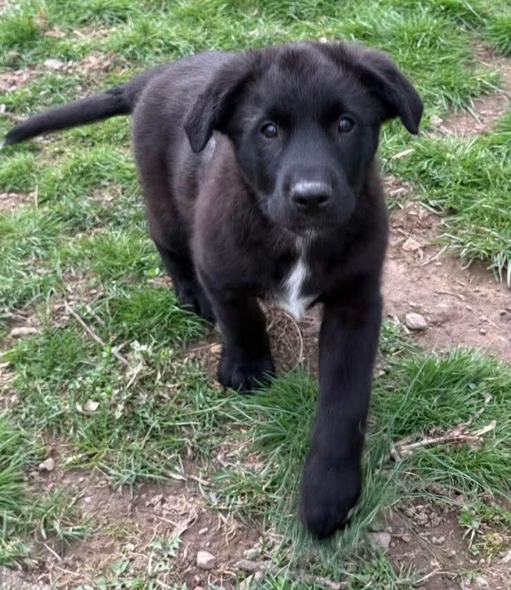 Enlarge Ash , an adopted mixed breed in Mount Bethel, PA image 5/6