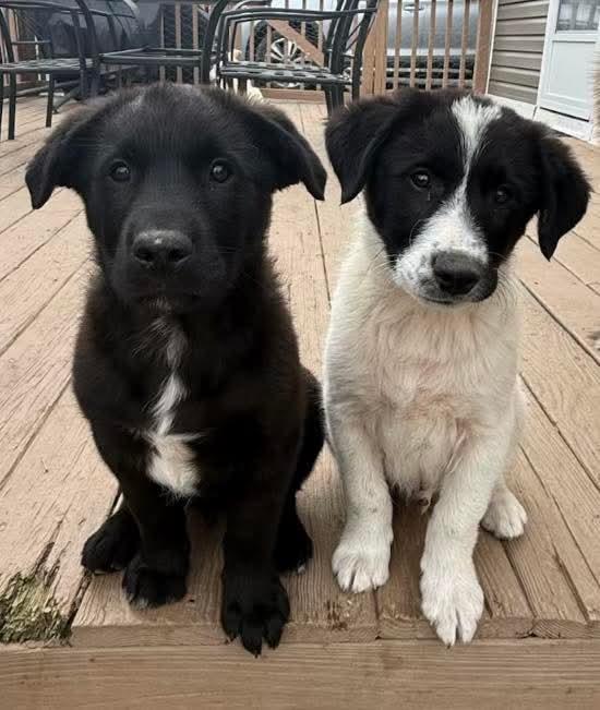 Enlarge Ash , an adopted mixed breed in Mount Bethel, PA image 4/6