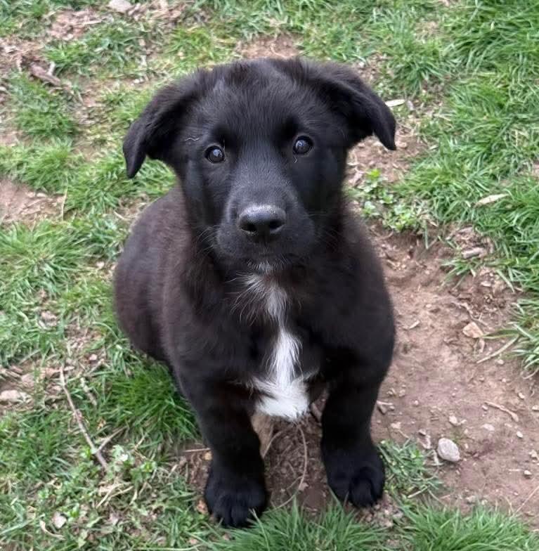 Enlarge Ash , an adopted mixed breed in Mount Bethel, PA image 1/6