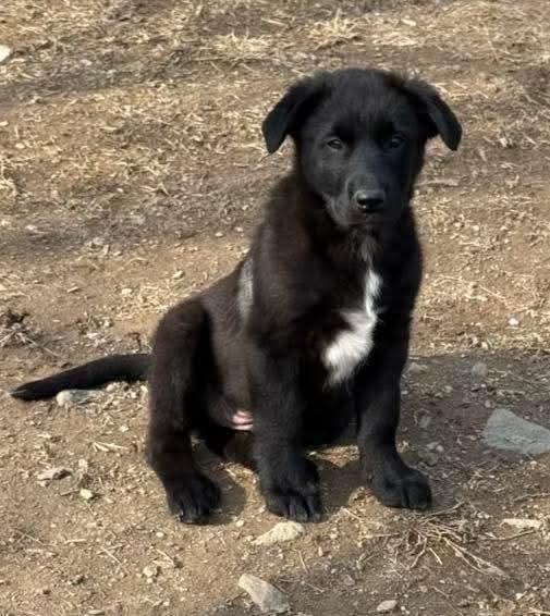 Enlarge Ash , an adopted mixed breed in Mount Bethel, PA image 2/6
