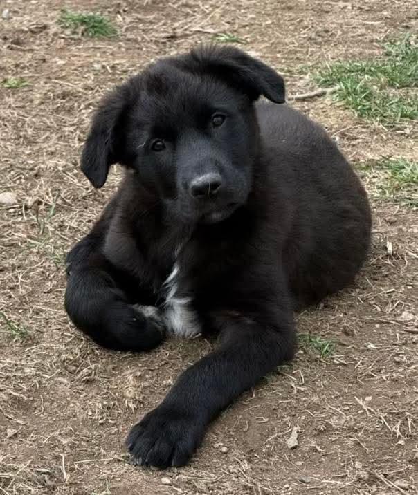 Enlarge Ash , an adopted mixed breed in Mount Bethel, PA image 6/6