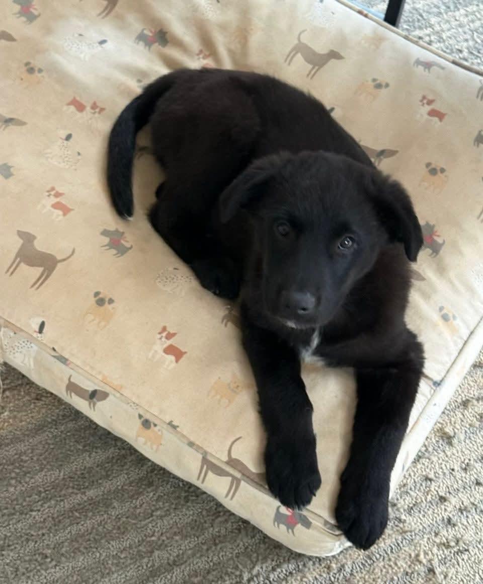 Enlarge Ash , an adopted mixed breed in Mount Bethel, PA image 3/6