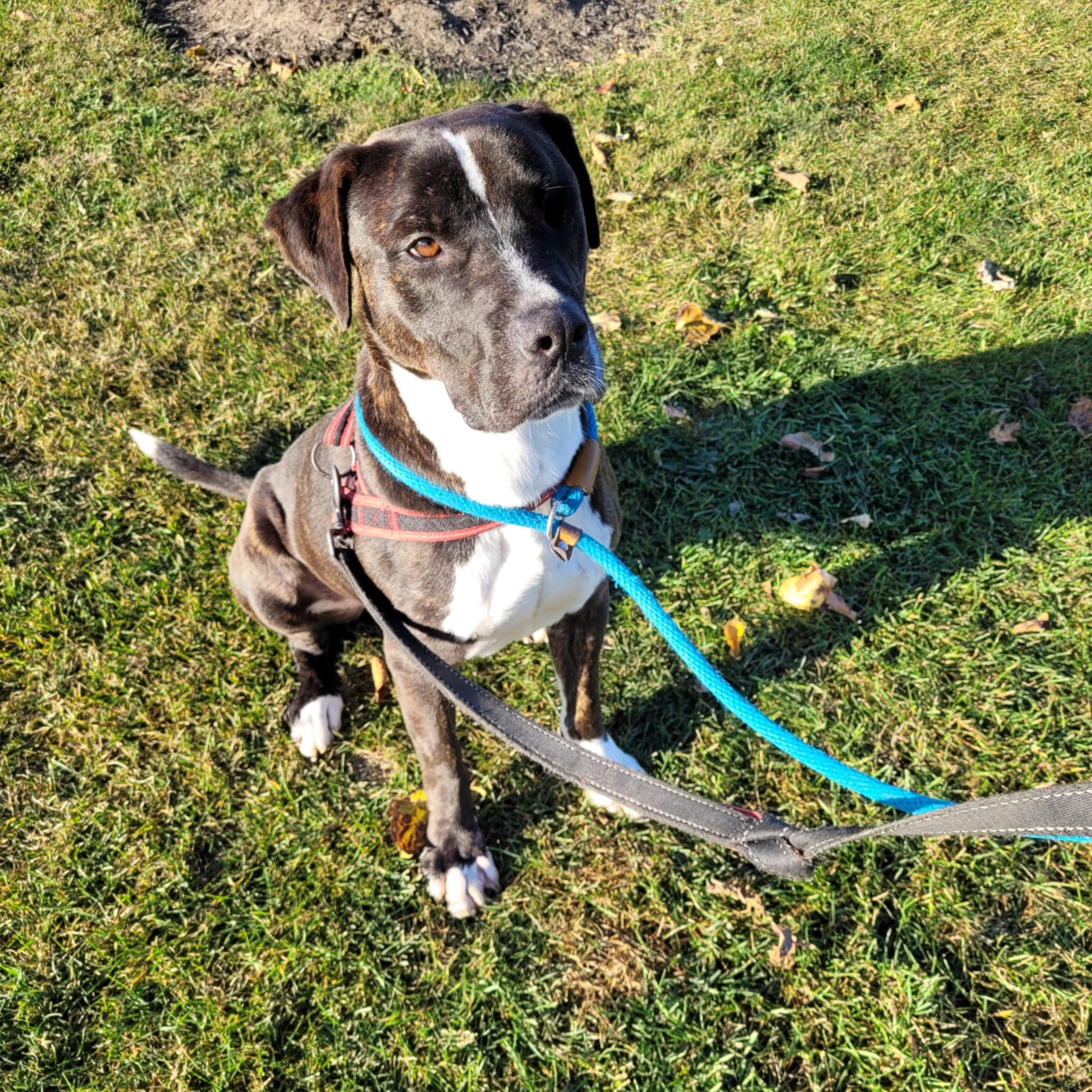 Enlarge Creek (en famille d'acceuil/in foster), a Adoptable mixed breed in Vaudreuil-Dorion, QC image 1/6