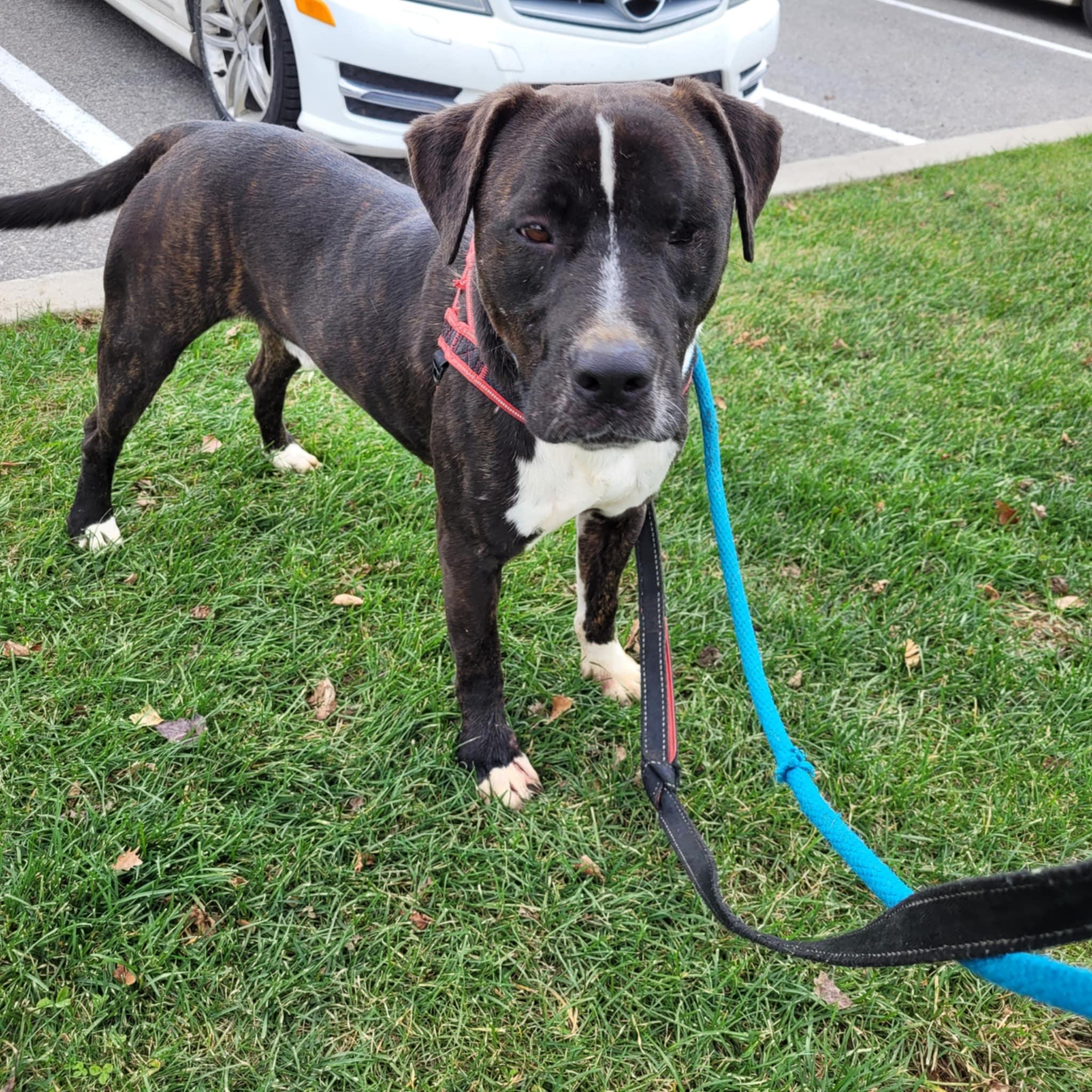 Enlarge Creek (en famille d'acceuil/in foster), a Adoptable mixed breed in Vaudreuil-Dorion, QC image 2/6