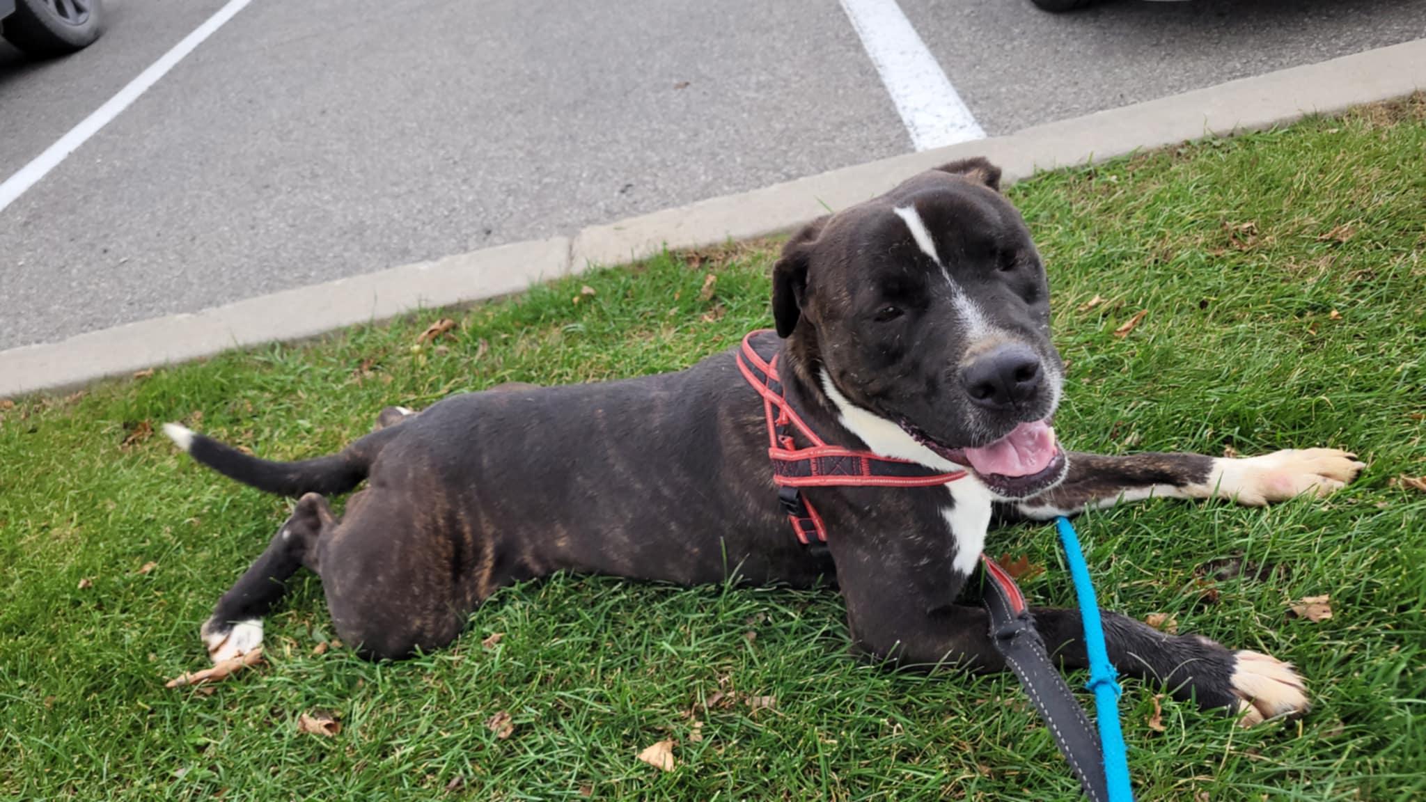 Enlarge Creek (en famille d'acceuil/in foster), a Adoptable mixed breed in Vaudreuil-Dorion, QC image 3/6