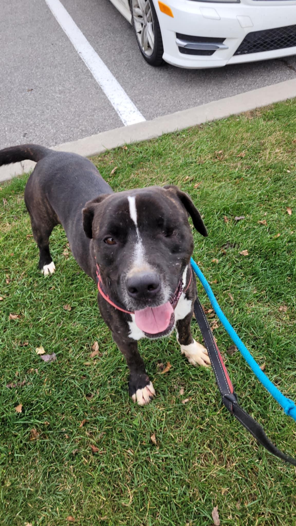 Enlarge Creek (en famille d'acceuil/in foster), a Adoptable mixed breed in Vaudreuil-Dorion, QC image 4/6