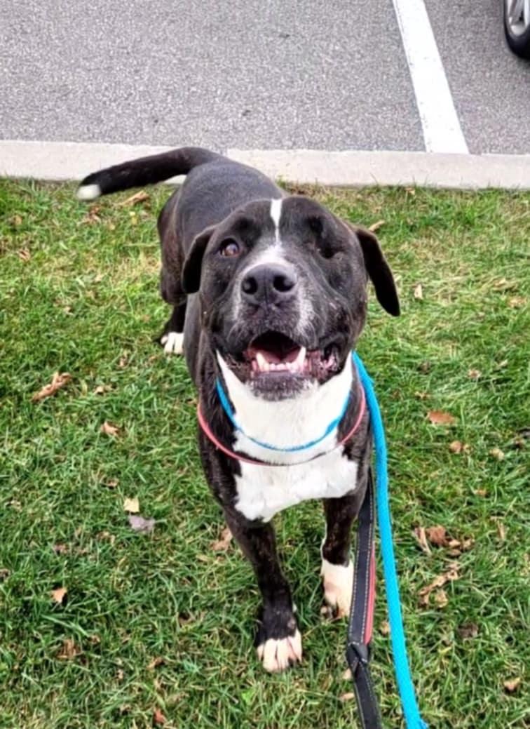 Enlarge Creek (en famille d'acceuil/in foster), a Adoptable mixed breed in Vaudreuil-Dorion, QC image 5/6