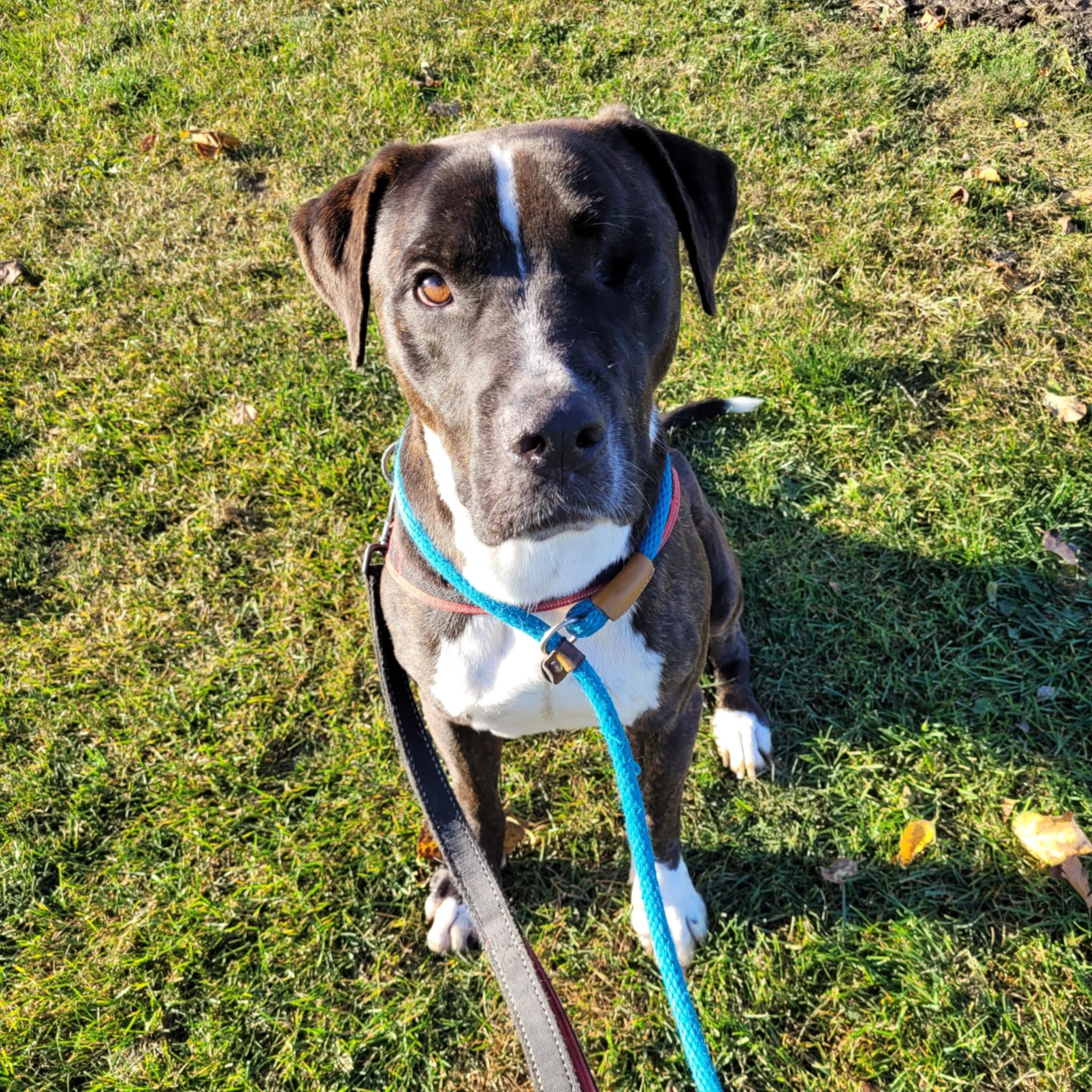 Enlarge Creek (en famille d'acceuil/in foster), a Adoptable mixed breed in Vaudreuil-Dorion, QC image 6/6