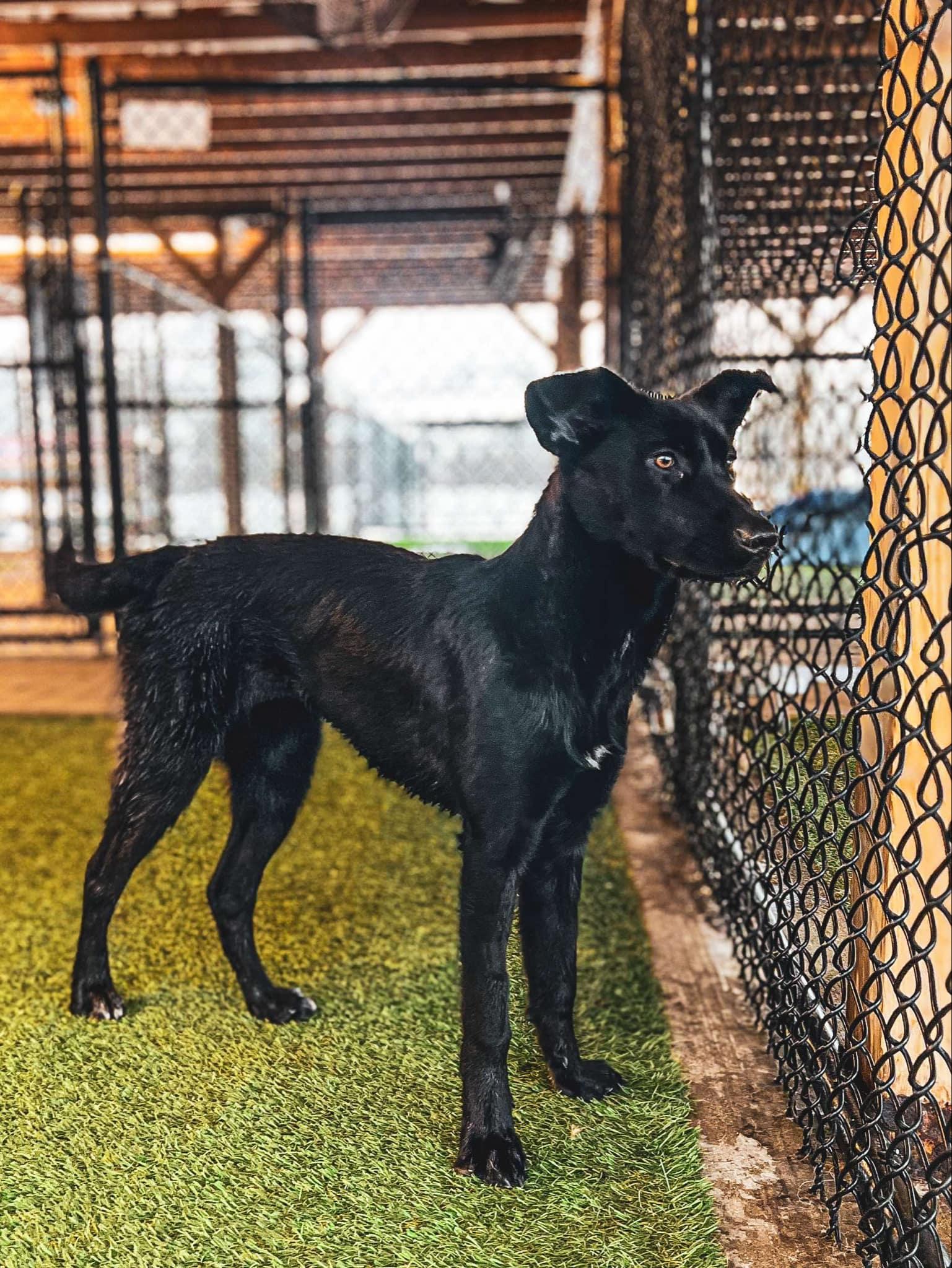 Dahlia, Baby Female Labrador Retriever
