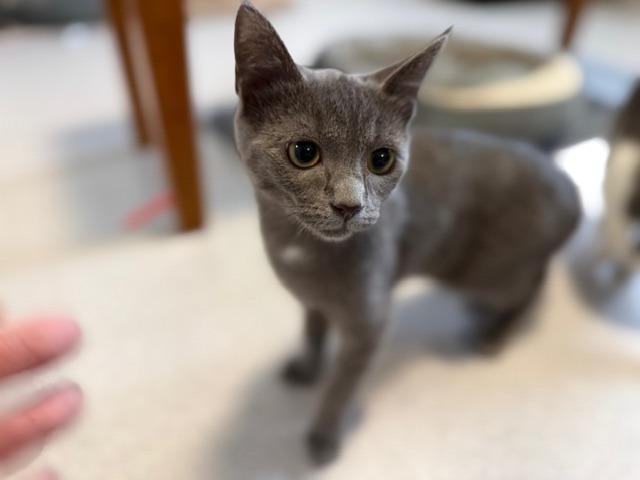 Ludo, Adoptable, Kitten Female Domestic Short Hair.