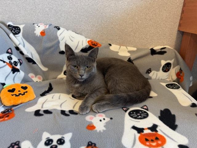 Enlarge Ludo, a Adoptable Domestic Short Hair in North Royalton, OH image 2/2