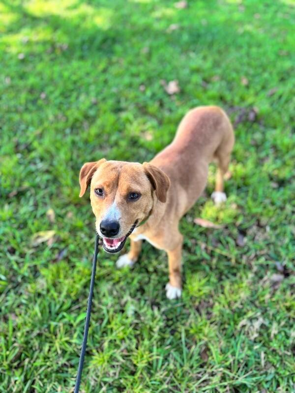 Enlarge Goldie, a Adoptable mixed breed in Berkeley Heights, NJ image 1/3