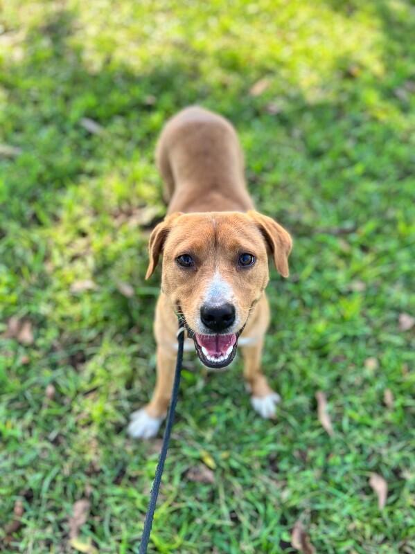 Enlarge Goldie, a Adoptable mixed breed in Berkeley Heights, NJ image 2/3
