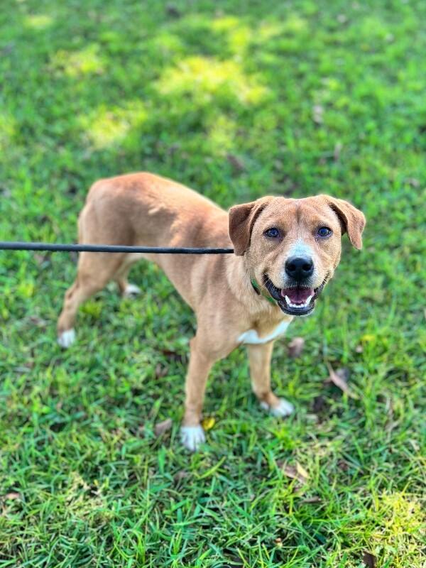 Enlarge Goldie, a Adoptable mixed breed in Berkeley Heights, NJ image 3/3