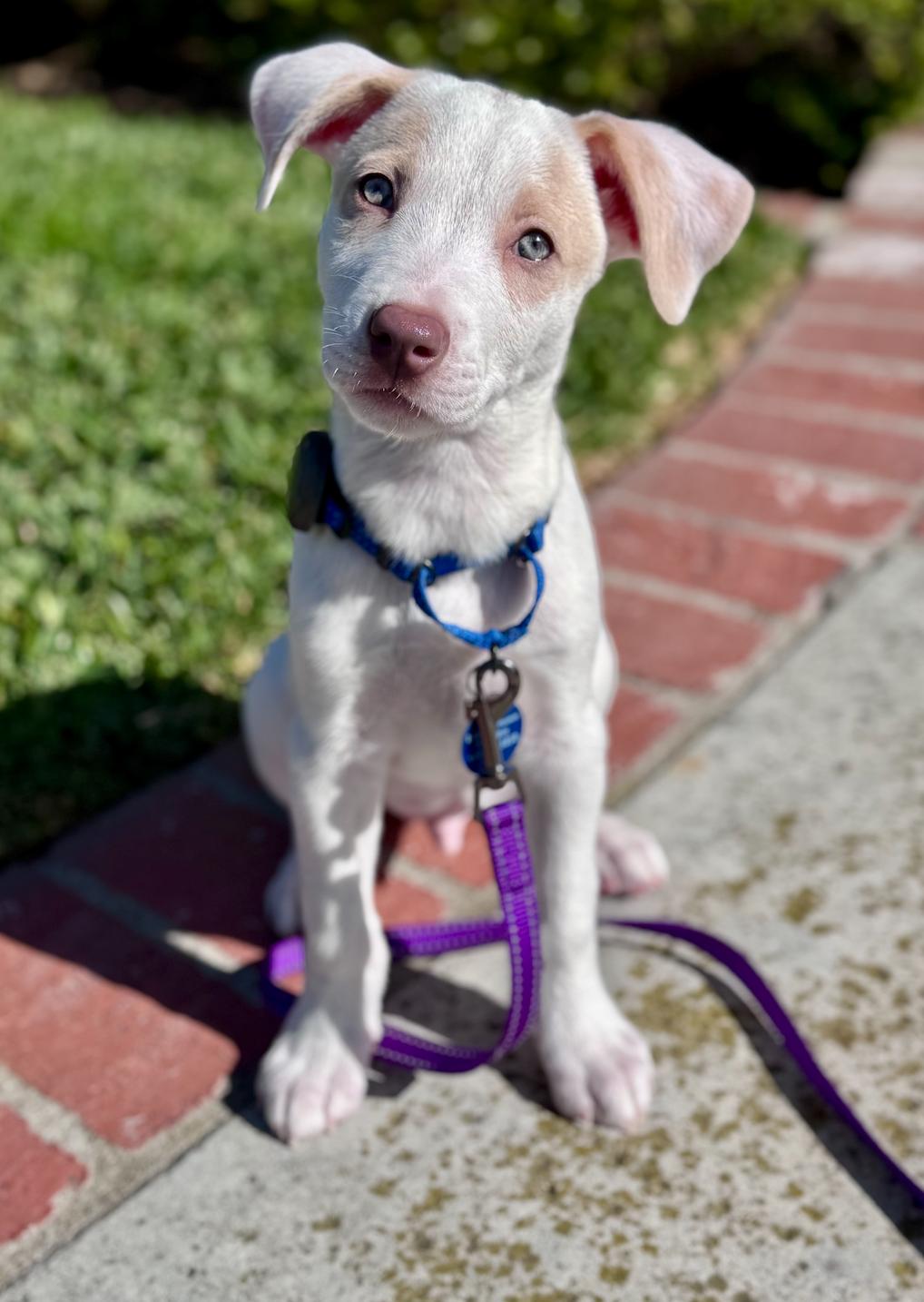 Waffles, adopted, Puppy Male Catahoula Leopard Dog & Jack Russell Terrier.