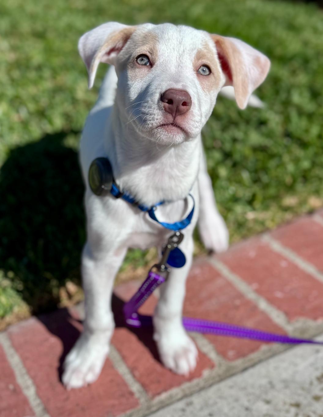 Waffles, an adopted mixed breed in Newport Beach, CA image 4/6