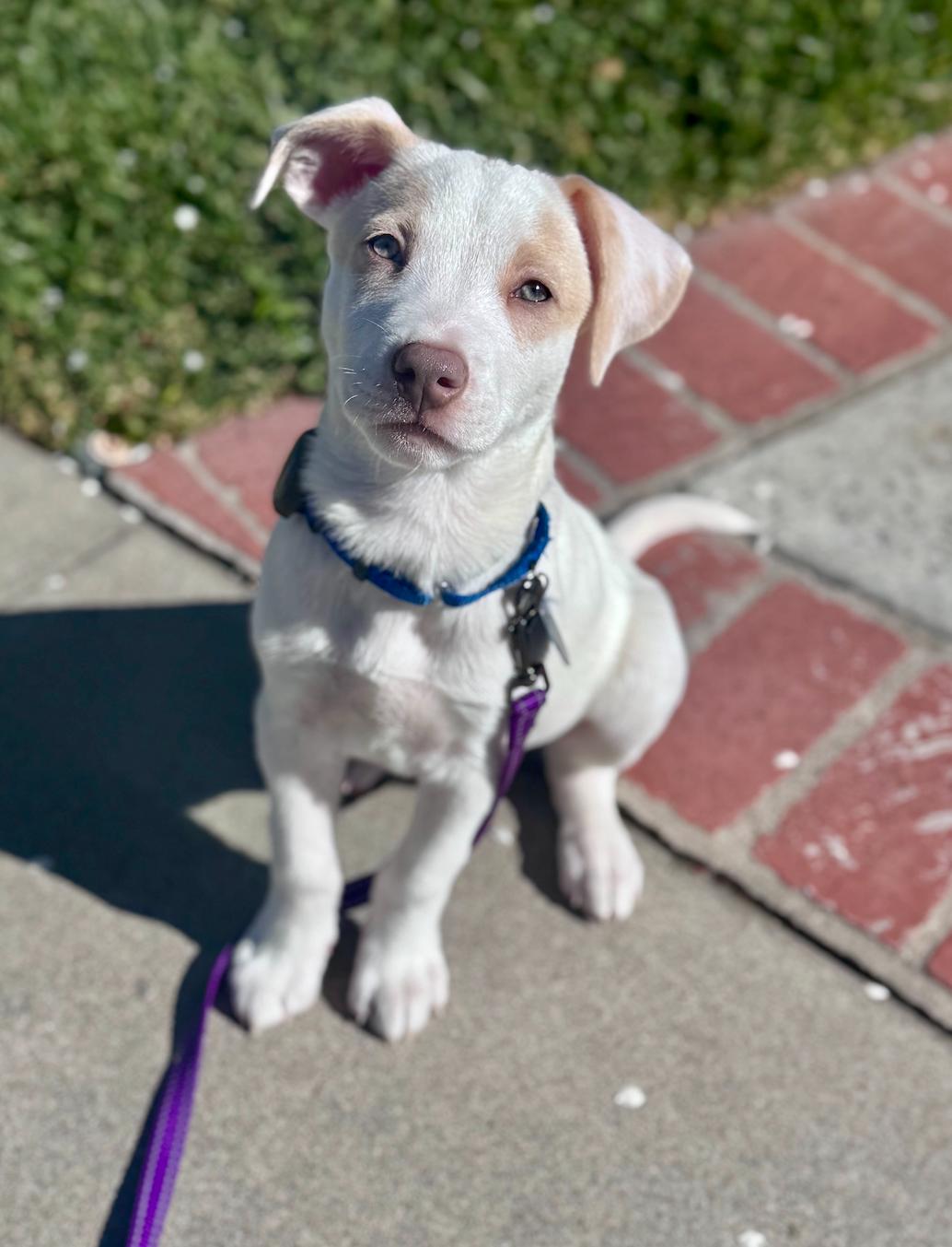 Waffles, an adopted mixed breed in Newport Beach, CA image 5/6