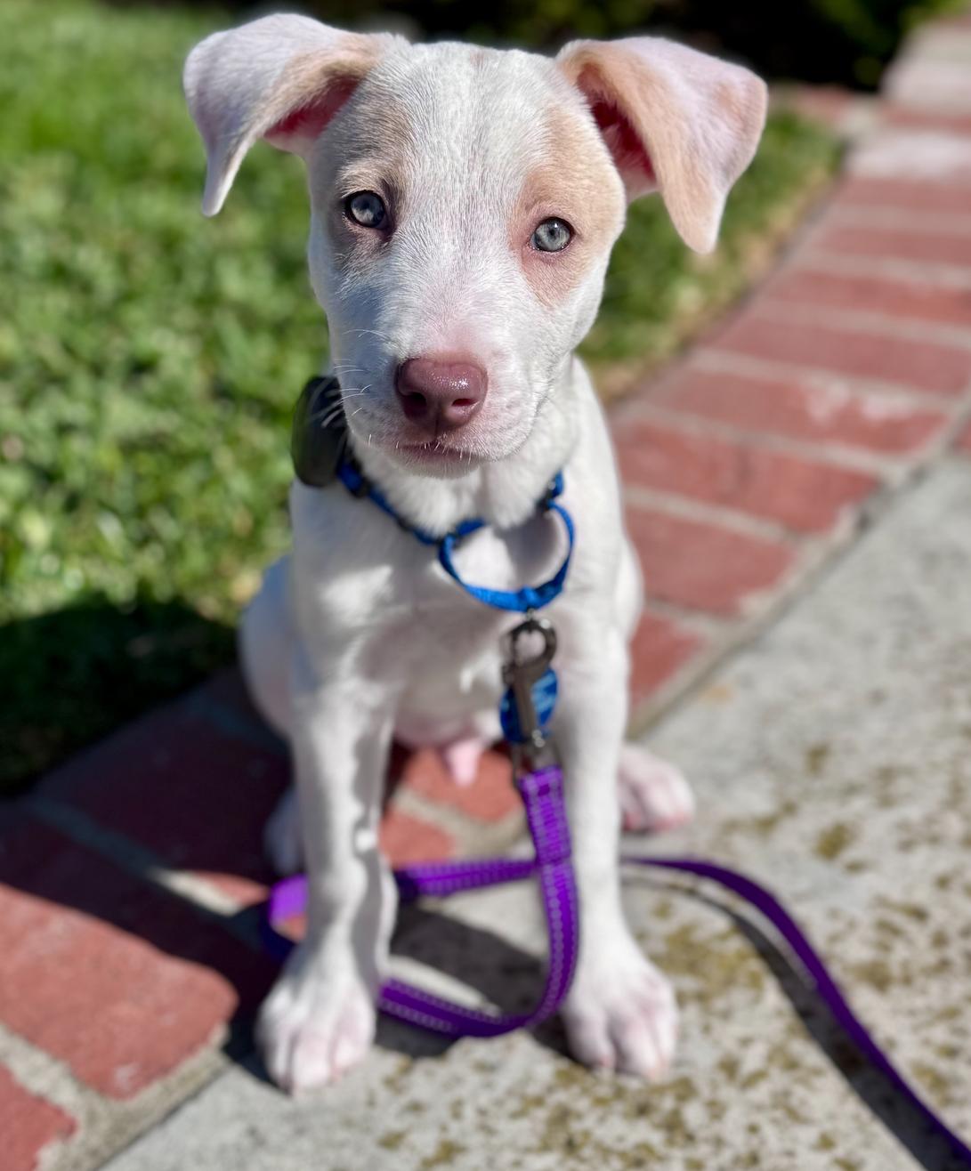 Waffles, an adopted mixed breed in Newport Beach, CA image 3/6