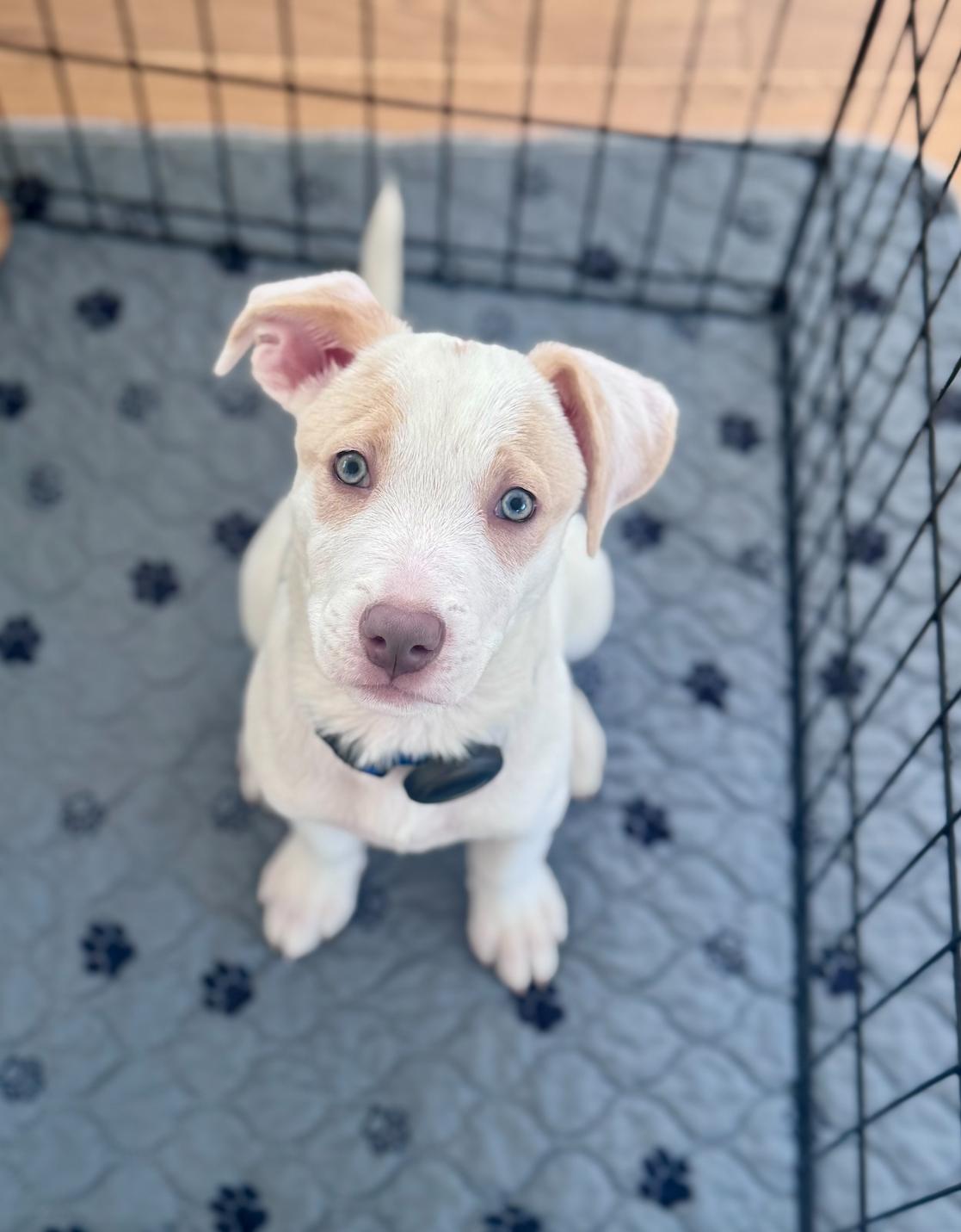 Waffles, an adopted mixed breed in Newport Beach, CA image 2/6