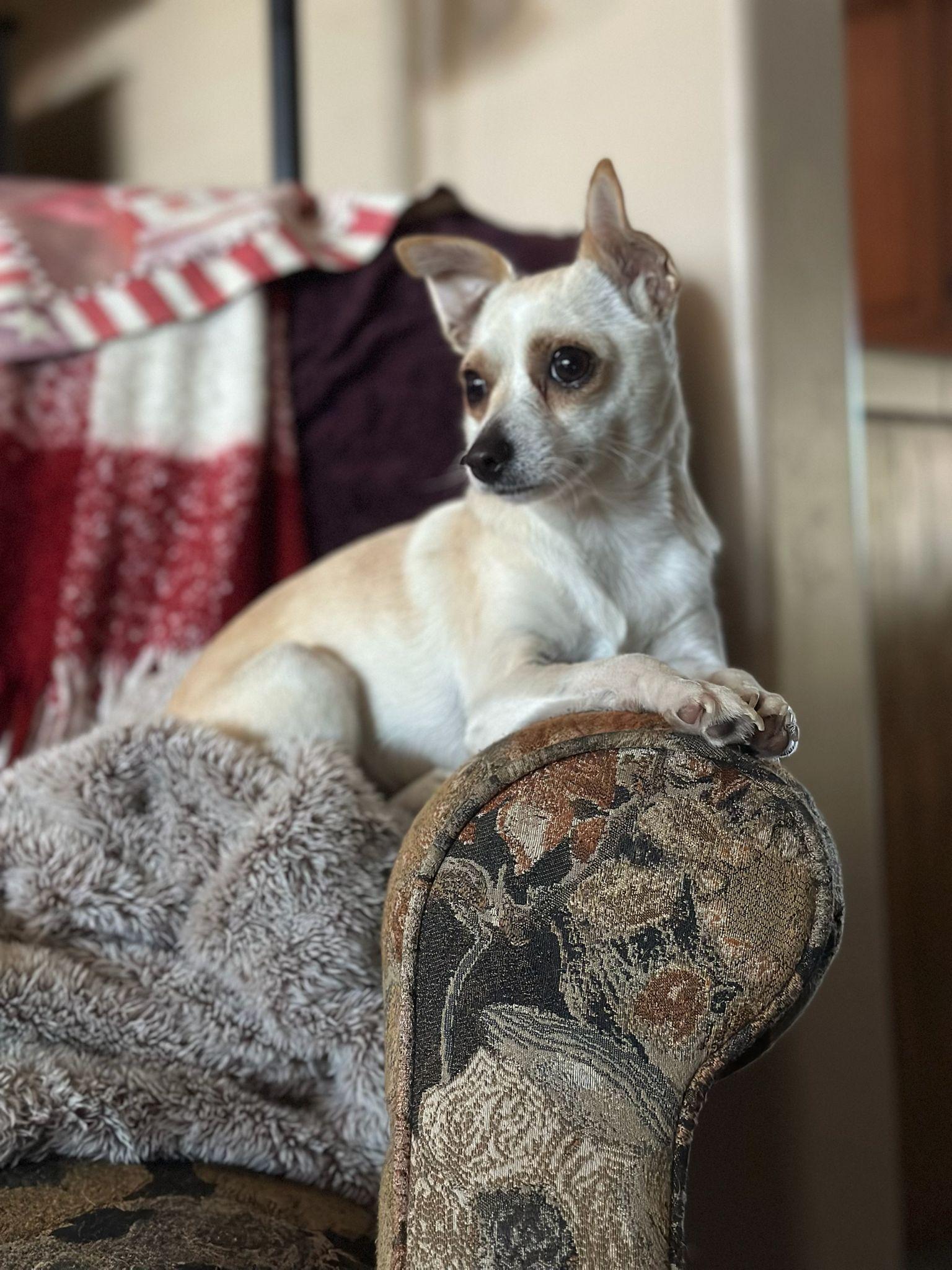 Muffin, an adopted Chihuahua in West Linn, OR image 1/5