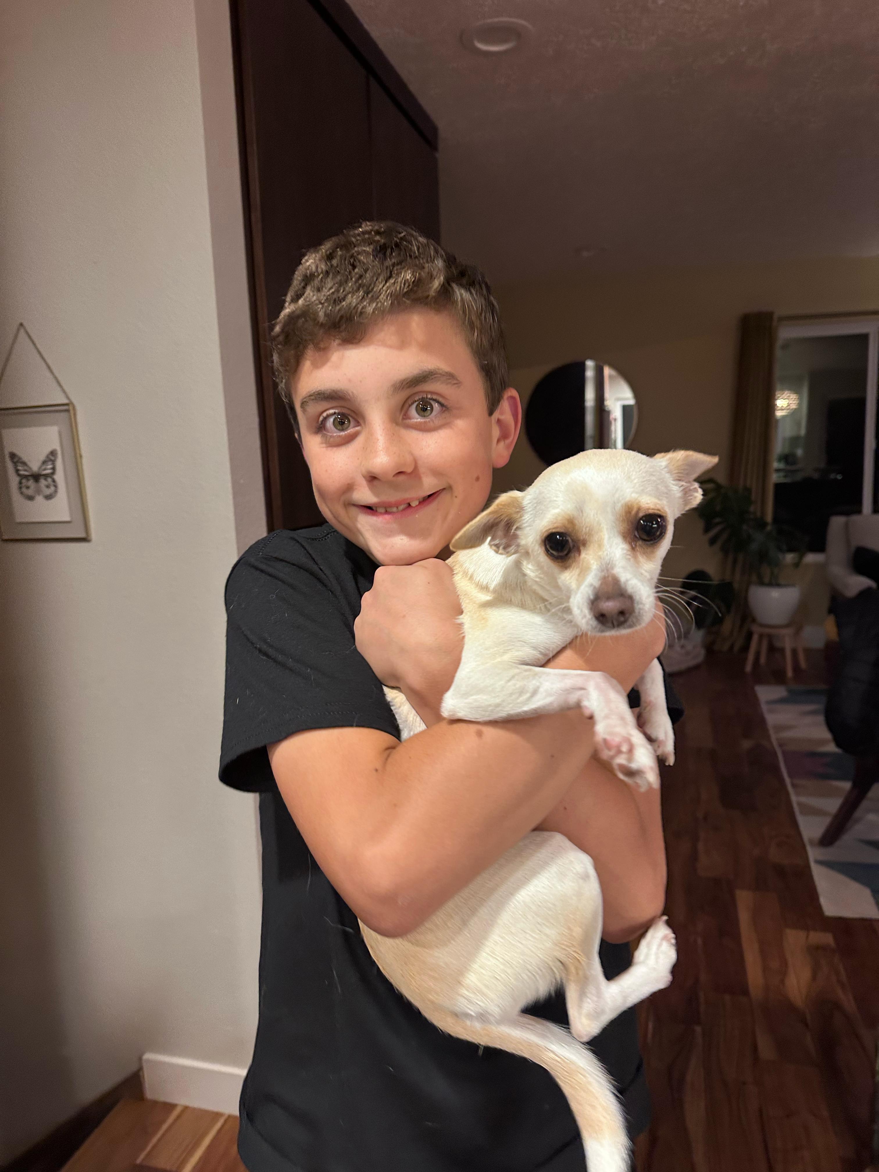 Muffin, an adopted Chihuahua in West Linn, OR image 2/5