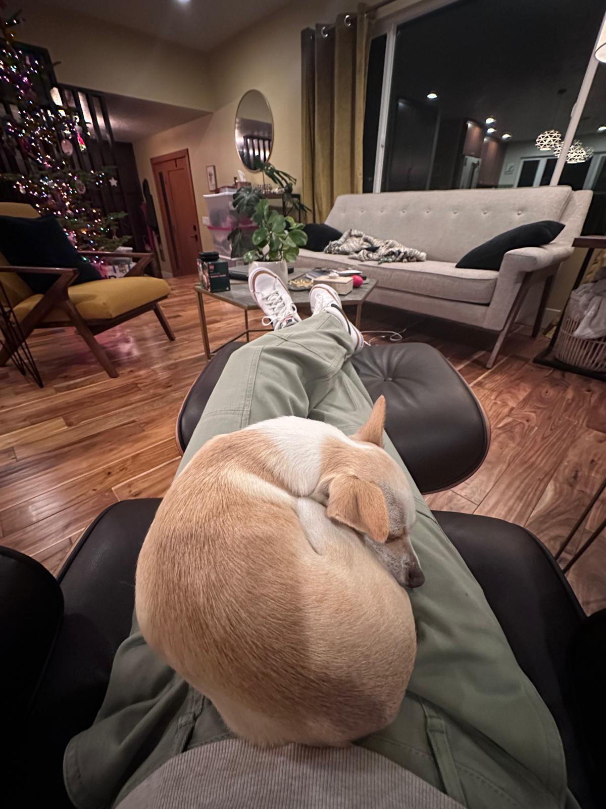 Muffin, an adopted Chihuahua in West Linn, OR image 3/5