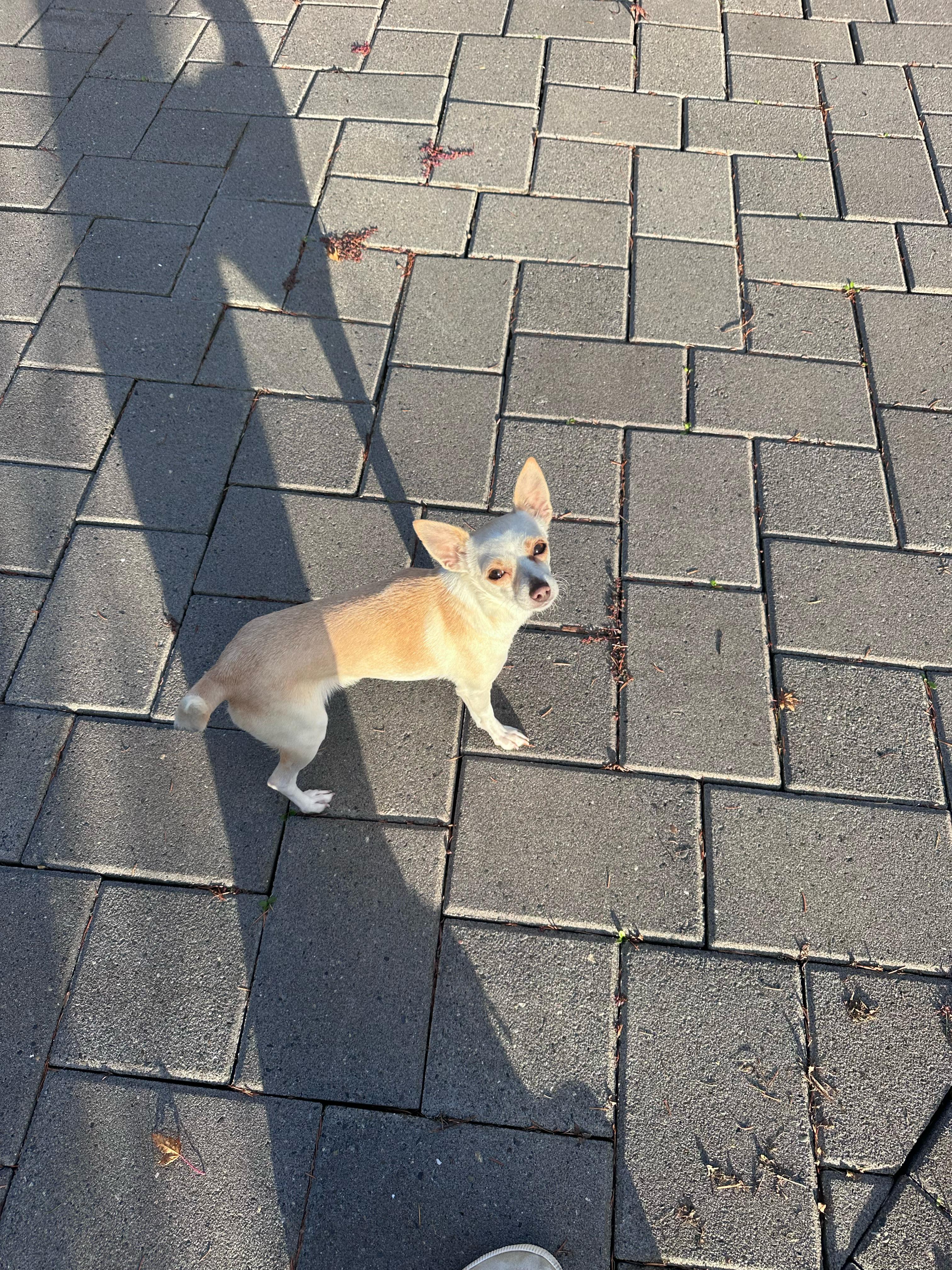 Muffin, an adopted Chihuahua in West Linn, OR image 4/5