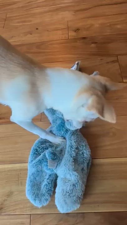 Enlarge Muffin, an adopted Chihuahua in West Linn, OR video 5/5