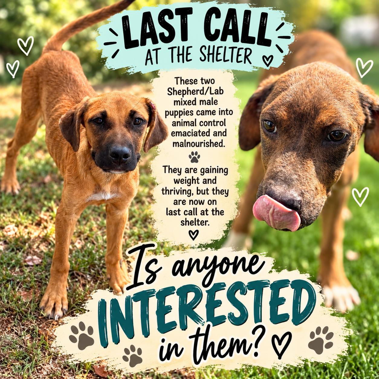 Shepherd/Lab Boys, Adoptable, Puppy Male German Shepherd Dog & Labrador Retriever.